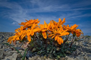 Namaqualand Daisies clipart