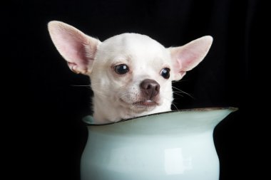 Thoughtful Chihuahua clipart
