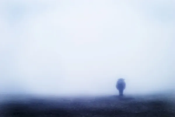 Tehén a ködben — Stock Fotó