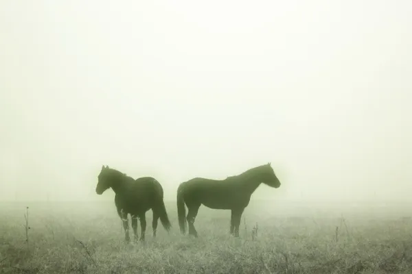 Pradaria Cavalos — Fotografia de Stock