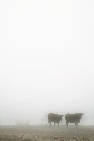Kühe im Nebel — Stockfoto