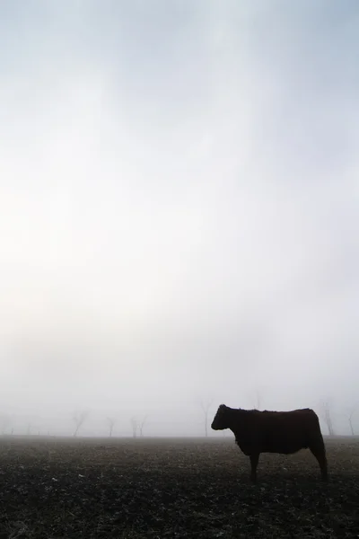 Koe in de mist — Stockfoto