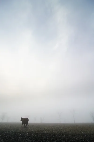 Αγελάδα στην ομίχλη — Φωτογραφία Αρχείου