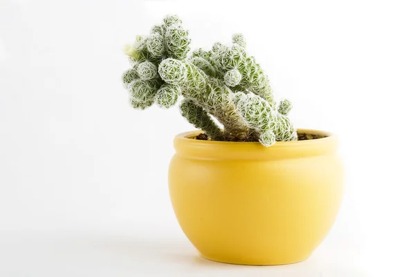 Cactus with Flower — Stock Photo, Image