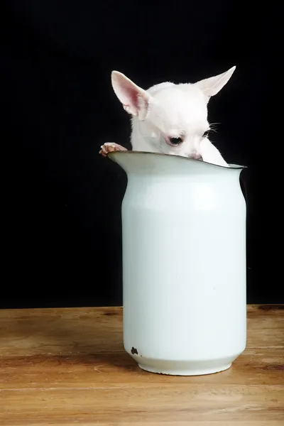 Chihuahua tímido — Fotografia de Stock