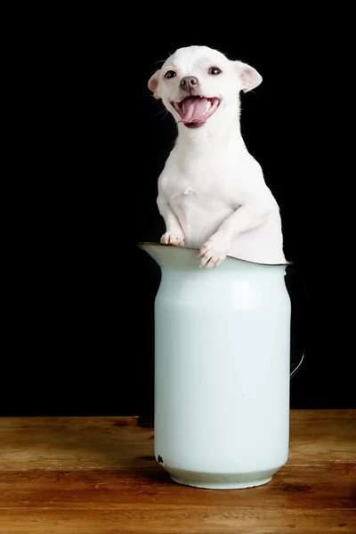 Eifriger Chihuahua — Stockfoto