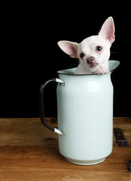 Trauriger Chihuahua — Stockfoto