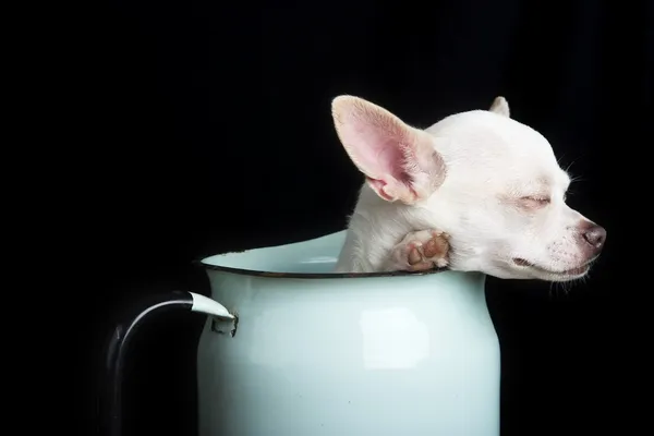 Ruhender Chihuahua — Stockfoto