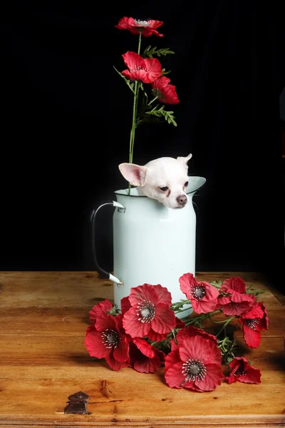 Chihuahua kärlek — Stockfoto