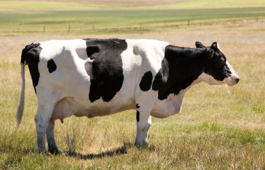 Unamused Holstein Cow clipart