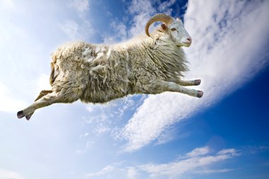 Flying Sheep clipart