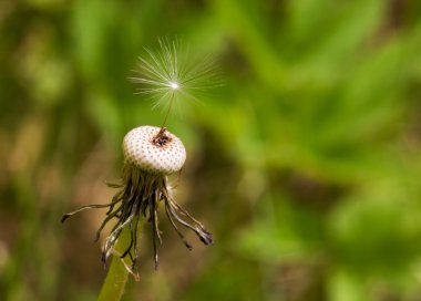 Dandelion Seed clipart