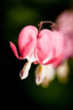 Bleeding Heart Macro clipart