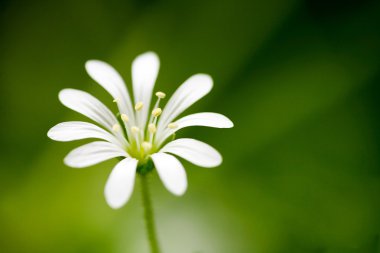 White Flower Macro clipart