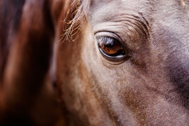 Horse Eye Detail clipart