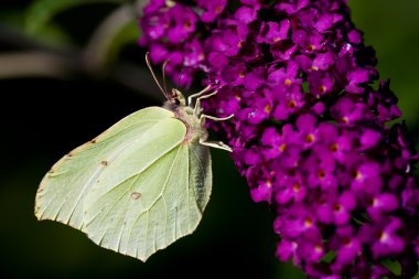 Brimstone Butterfly clipart