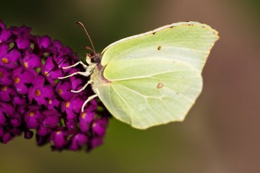 Brimstone kelebek