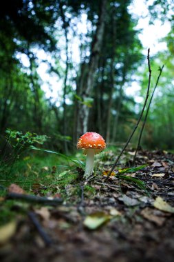 Magic Mushroom clipart