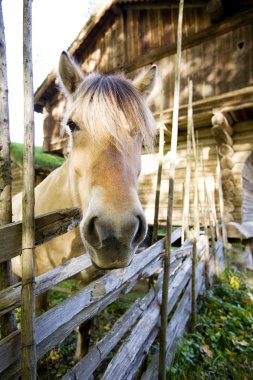 Norwegian Fjord Horse clipart