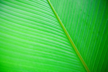 grote blad achtergrond