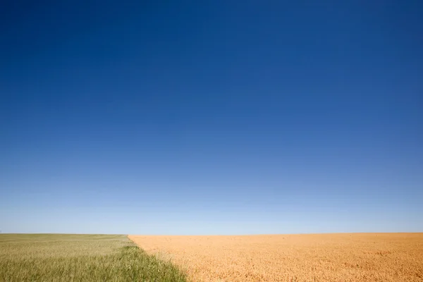 Kontrast zwischen Weizen und Erbsen — Stockfoto