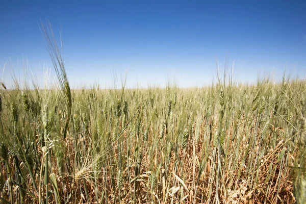 Krajina pšeničných polí — Stock fotografie