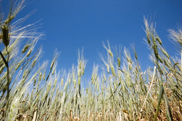 Wheat Detail — Stock Photo, Image