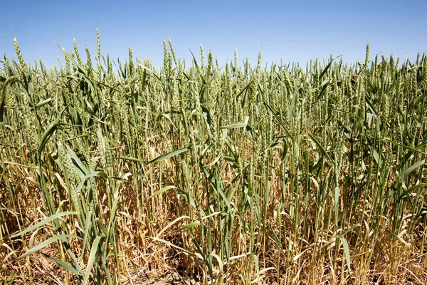 Пшениця крупним планом — стокове фото