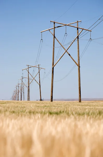 Ligne électrique Prairie — Photo