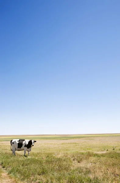 Копія простір корова — стокове фото