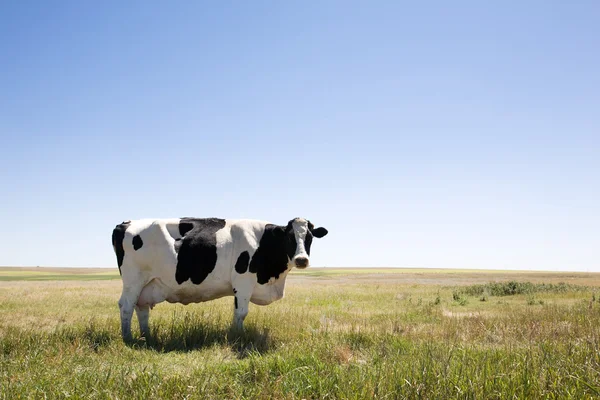 Copy Space Cow — Stock Photo, Image