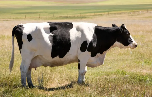 Vaca Holstein não divertida — Fotografia de Stock