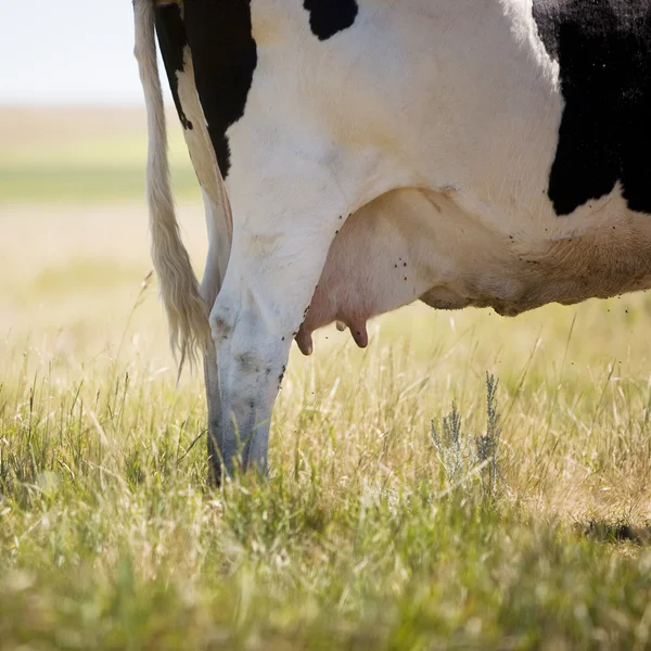 Moscas que matan vacas —  Fotos de Stock