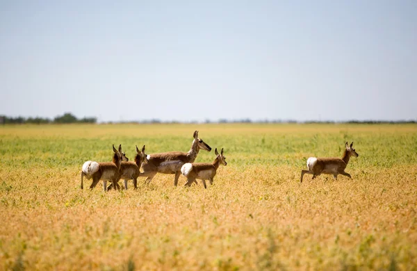Gaffelbok antelope familie — Stockfoto