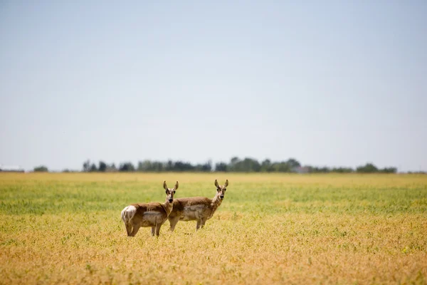 Iki prairie antilop — Stok fotoğraf