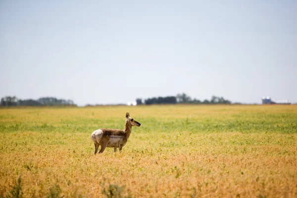 Prairie Antelope — Stockfoto