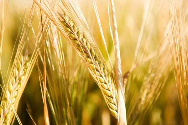 Détail de tête de blé — Photo