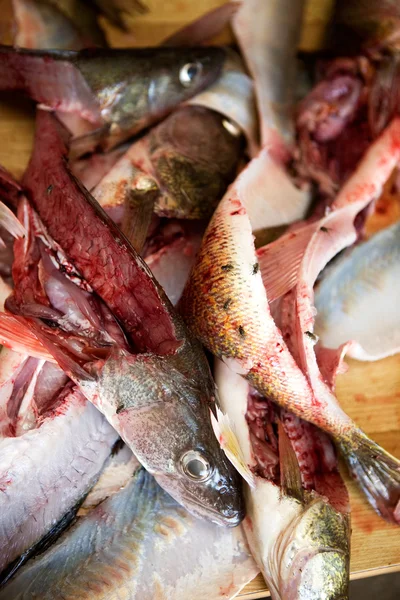 Fish Guts detail — Stock Photo, Image