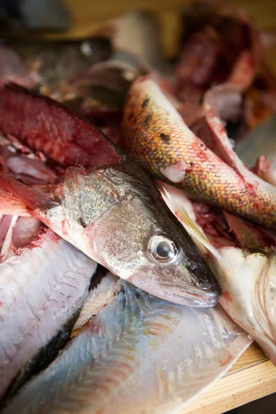魚の内臓の詳細 — ストック写真
