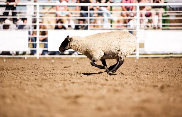 Çalışan koyun — Stok fotoğraf