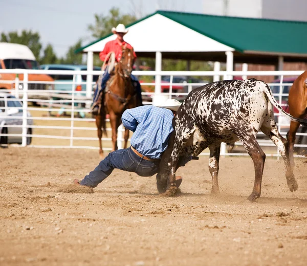 Steer Wrestling — Zdjęcie stockowe