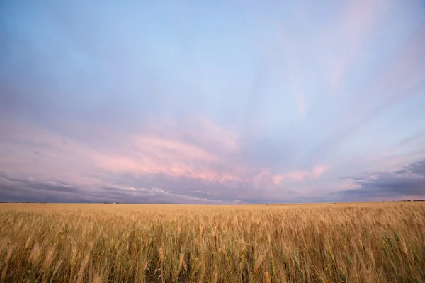 Harvest Landscape — Stock Photo, Image