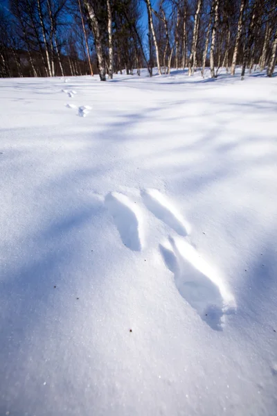 Trilha de coelho na neve — Fotografia de Stock