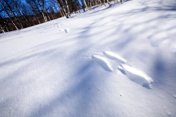 Tavşan karda izler — Stok fotoğraf