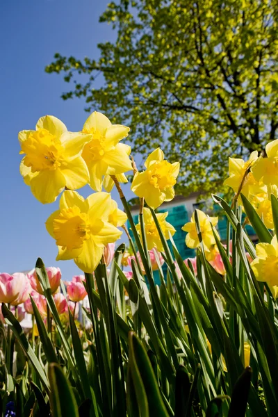 stock image Yellow Daffodil