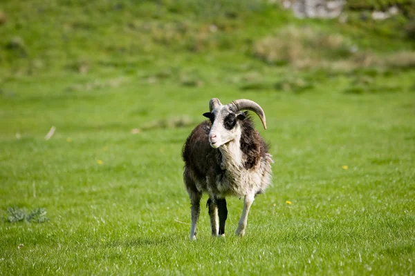 Пастбища овец — стоковое фото