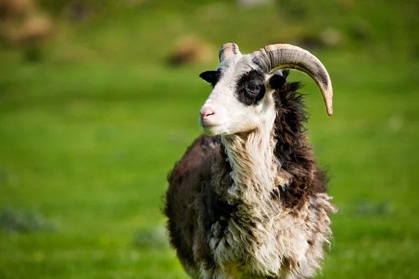 羊 ram — 图库照片