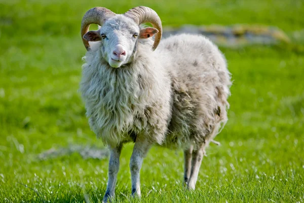 Schafe mit Hörnern — Stockfoto