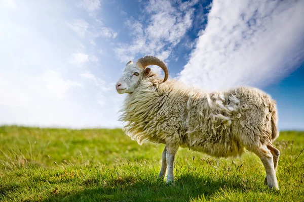Hrdý ovce — Stock fotografie