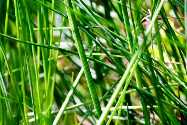 Grass Texture — Stock Photo, Image